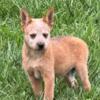 Australian Cattle dog pup