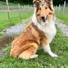 Rough Collie Male - Spencer