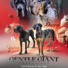 Full European Puppies - **SOLD**