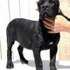 CANE CORSO 