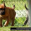 Awesome Moving Well Build Male Cane Corso