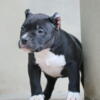 Female American bully puppy