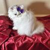 Christmas Persian Kittens 
