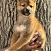 SHIBA INU MALE PUPPY