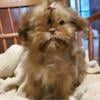 AKC ShihTzu Girls Small & Imperial -