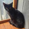 Bobtail kittens for sale