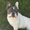 Female French Bulldog