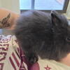 Lionhead Bunny