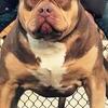 XL American Bully Stud