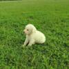 Great Pyrenees puppy's