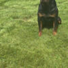 Male Rottweiler stud champion lines