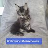 Maincoon kittens, available for deposits