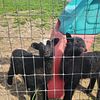 Miniature shetland lambs in Franklin, Indiana