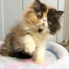 Persian Female   SOLD