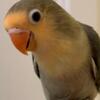 Baby Fischer's Lovebirds