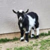 Nigerian Dwarf Goat Kids - Doelings and Wethers Available