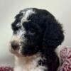 Brown and white Parti Female AKC Standard Poodle - yellow