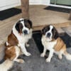 Female Saint Bernard Puppy