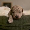 Cavapoo puppies just in time for Christmas! 
