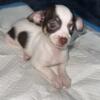 MALE chihuahua pup (shorthair white w/ chocolate