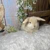 Bunny Rabbit Breeder Dwarf Holland Lops Mini Lop Netherland Dwarf Lionhead