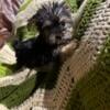 Teacup Yorkie Female