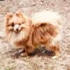 Pomeranian stud ocala florida