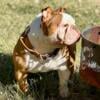  Xmas Old English Bulldog Puppies