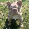 New shade rojo big rope fluffy stud.