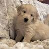 Goldendoodle Puppies for adoption!