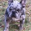 UK import Reg Blue and Tan Merle Choc carrier stud BLUE EYE producer