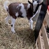 Goats-bottle babies