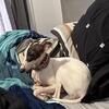 Italian greyhound