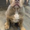 2 male Xl American Bullies  available