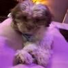 Shihpoo puppy 