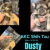 AKC shih tzu