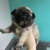 Pug puppy ready for her new home