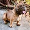 French bulldog for sale