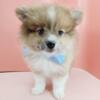 Pomeranian Puppies for sale New York and New Jersey