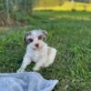 Miniature Schnauzers puppies