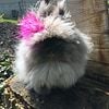 Lionhead bunnies - grand champion pedigree -  does and bucks