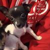 Chihuahua puppies