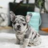 Beautiful blue Merle female French bulldog puppy. Financing & delivery available