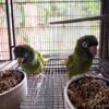 Pair of Blue crown conures