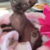 Sphynx babies ready for their forever homes!