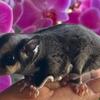 Sugar Glider (s)