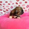 Male Shih Tzu puppies