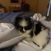 AKC black and white female parti Pomeranian