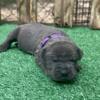 Blue female cane corso