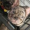 French Bulldog puppies looking for a forever home. 